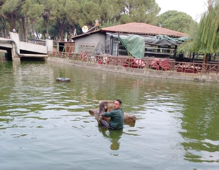  Havuza düşen sokak köpeği kurtarıldı