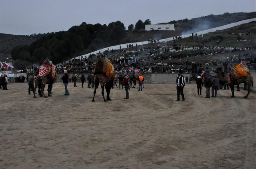  Yenipazar’da yılın deve güreşi festivali gerçekleşti